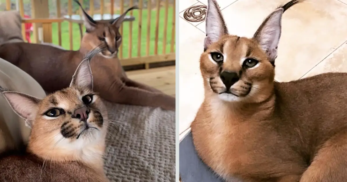 In India, A Recovery Plan For Caracals Has Been Launched - Animal Planet